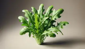 Arugula
